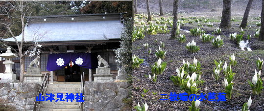 山津見神社と水芭蕉