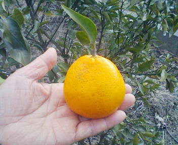 コピー (1) ~ F1000003.JPG