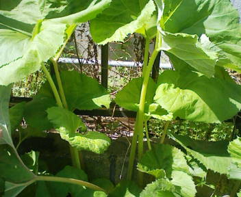 コピー (1) ～ F1000008.JPG