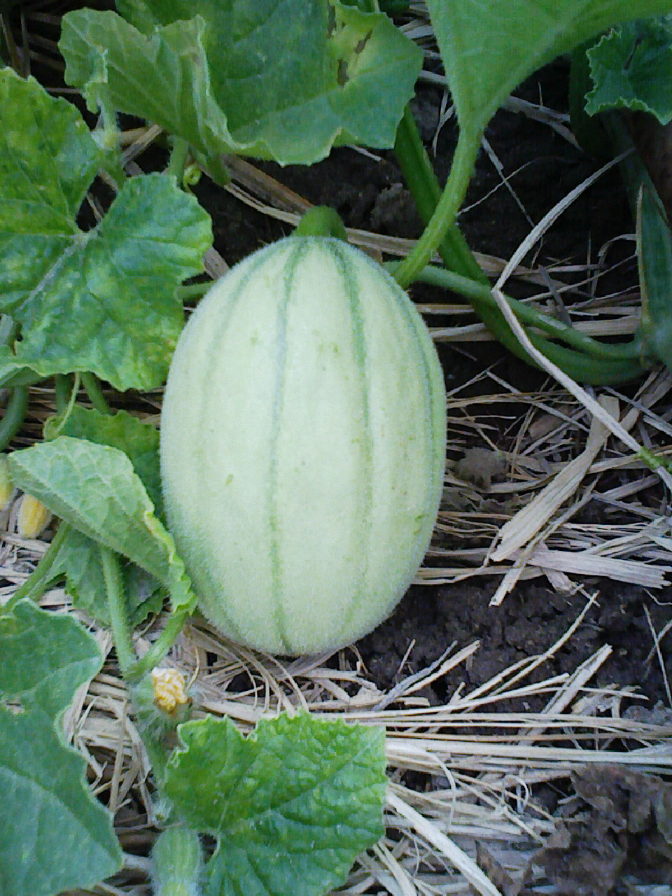 コピー (3) ～ F1000001.JPG