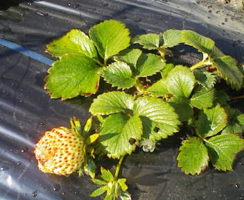 コピー (1) ～ F1000003.JPG