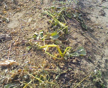 コピー (4) ～ F1000002.JPG