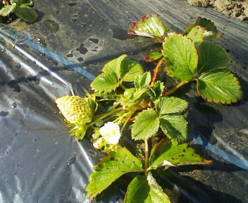 コピー (1) ～ F1000004.JPG