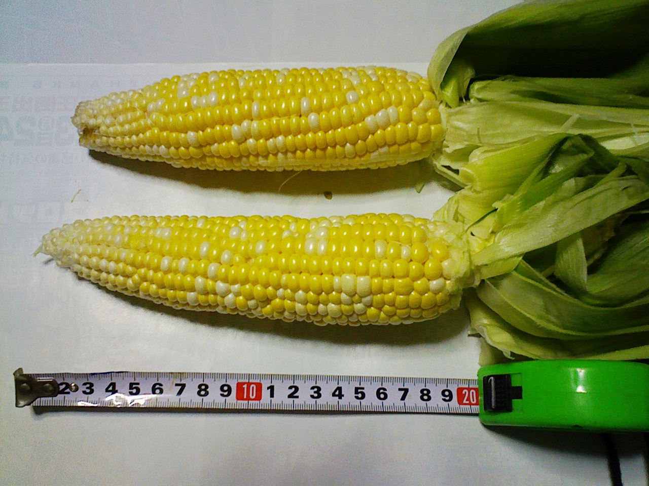 コピー (22) ~ F1000002.JPG