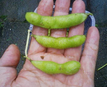 コピー (1) ~ F1000003.JPG