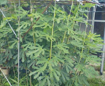 コピー (1) ~ F1000008.JPG