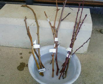 コピー (1) ~ F1000004.JPG