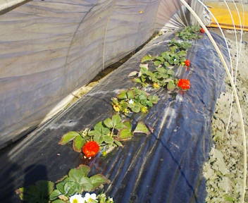 コピー (5) ～ F1000002.JPG