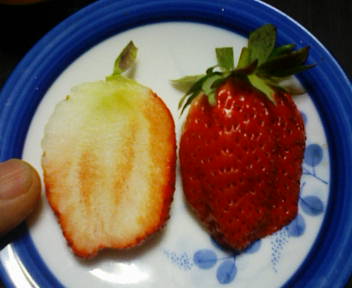 コピー (2) ～ F1000005.JPG