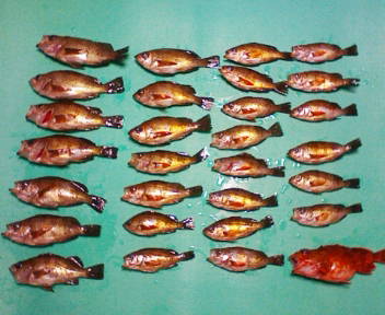 コピー (4) ~ F1000004.JPG