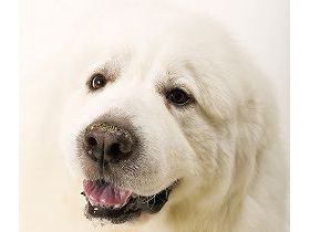 Great_Pyrenees_middle3[1].jpg