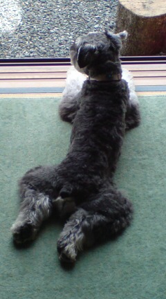 なんともいえない後姿