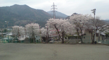 校庭桜