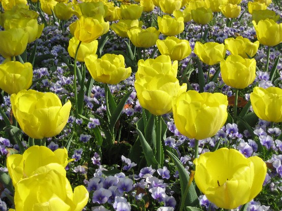 わたしのブログ