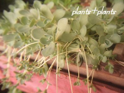 子持ち蓮華１.jpg