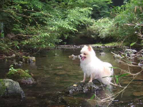 夏の川散歩