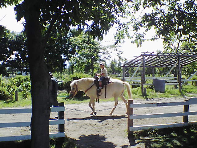 引き馬