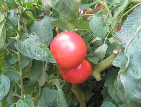 赤いトマト.JPG