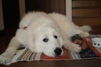 NBJＴあんど野良達