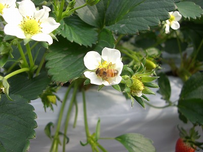 花園イチゴミツバチ.jpg