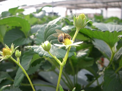 花園イチゴミツバチ３.jpg