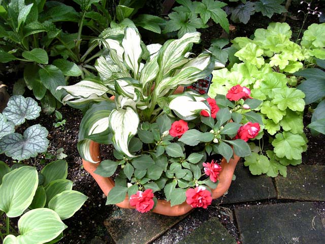 hosta_inpa
