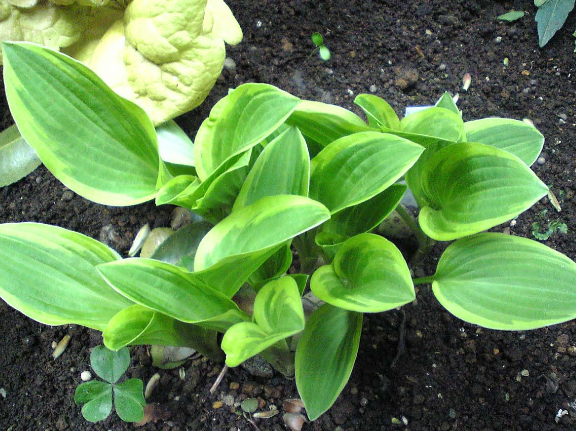 2008_0419_gtiara