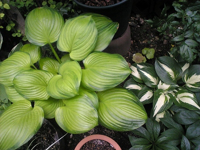 hosta_2shu080601