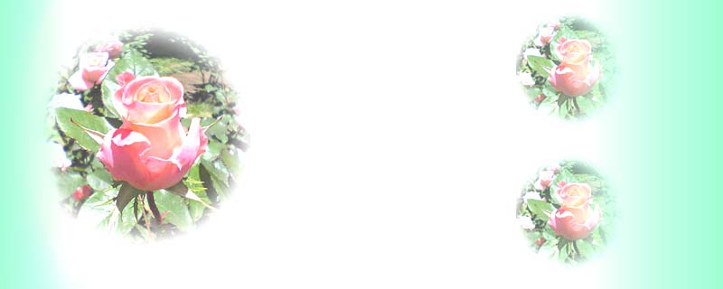 rose_190bgc_l.JPG