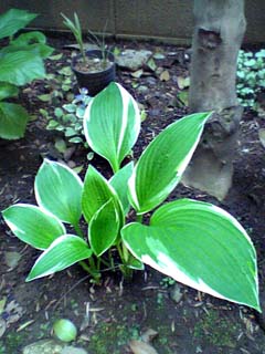 hosta02_060508