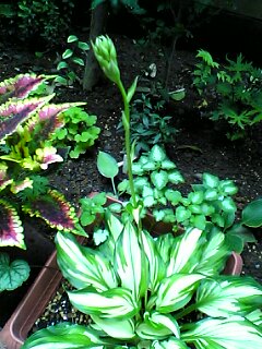 hosta_fire