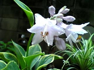hosta_sagae3