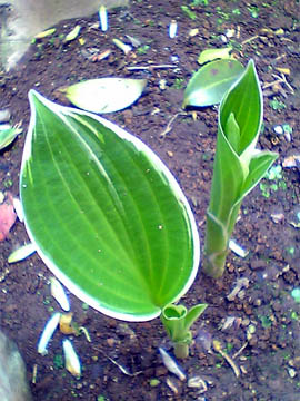 hosta02