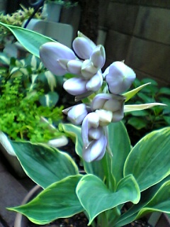 hosta_sagae4