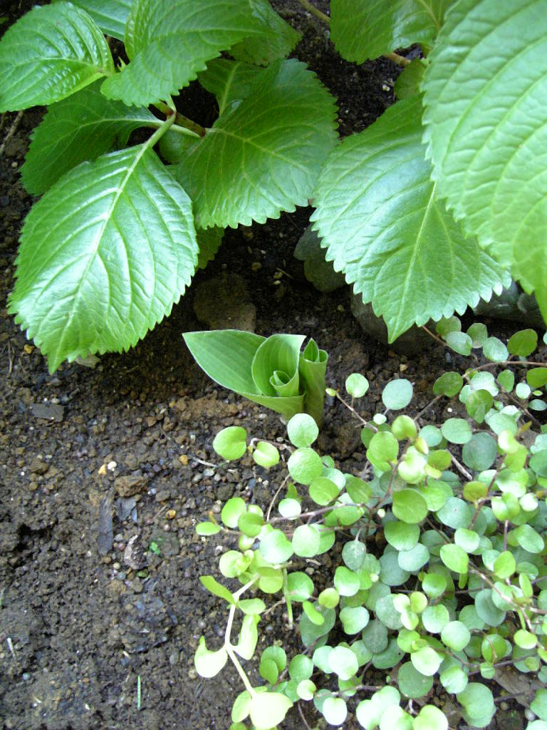 nazonohosta2