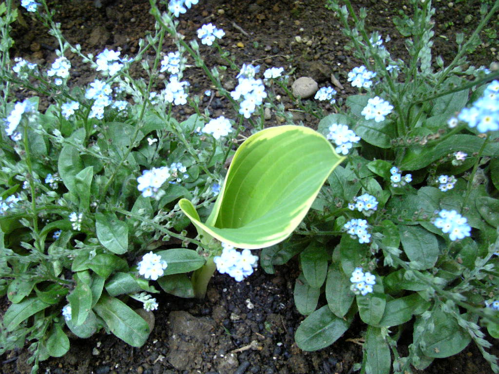 nazonohosta1
