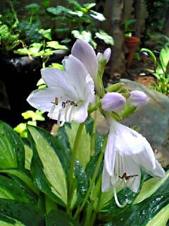 hosuta_fl