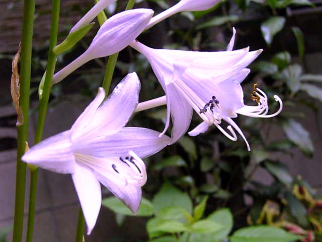 fire_flower2