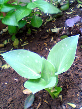 hosta03_0604