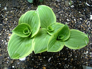 gtiara200706