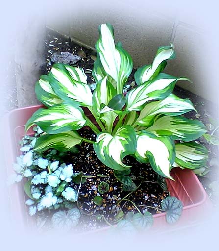hosta_fumei
