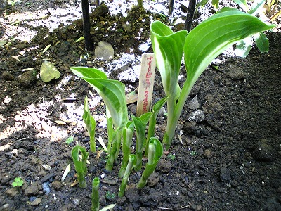 hosta_night