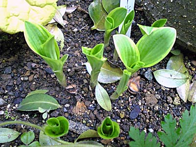 2008_0415_gtiara