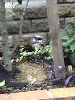 フクロウさん