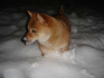 yuki4