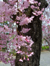 善光寺桜２