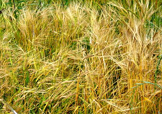 大麦（刈りとり前）
