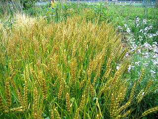 小麦（刈りとり前）