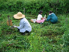 団子まき（１）