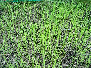 苗代（除草後）